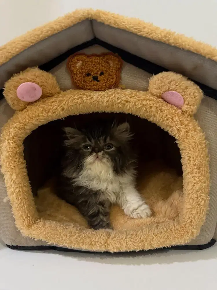 Kucing persia murah