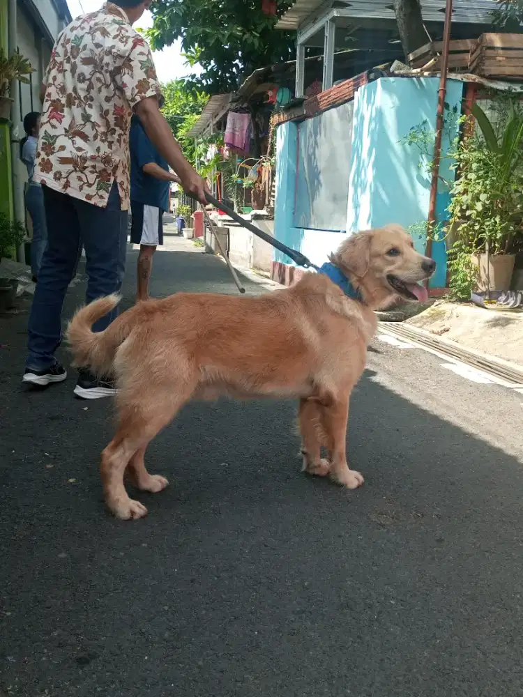 GOLDEN RETRIEVER