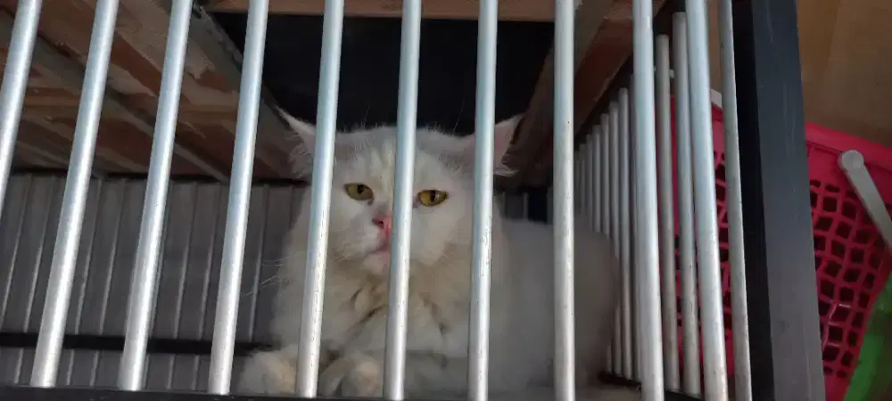 Kucing Jantan Mainecoon