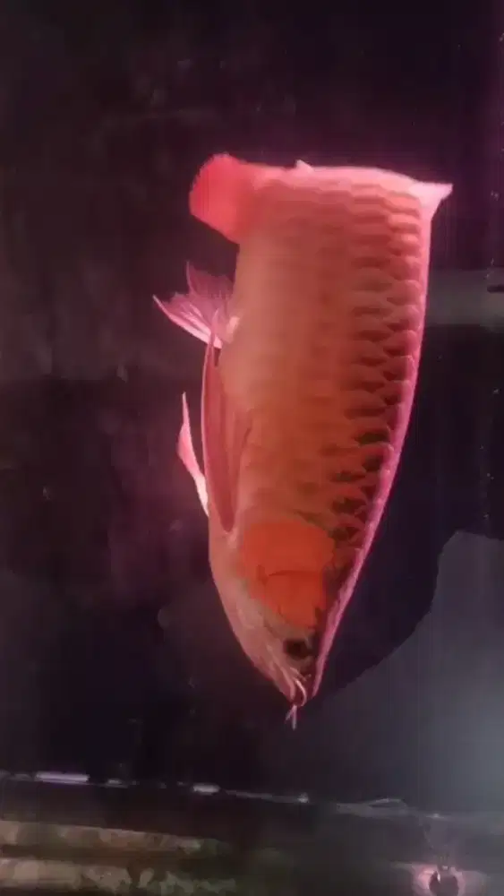 Arwana Super Red 65 cm Bersertifikat