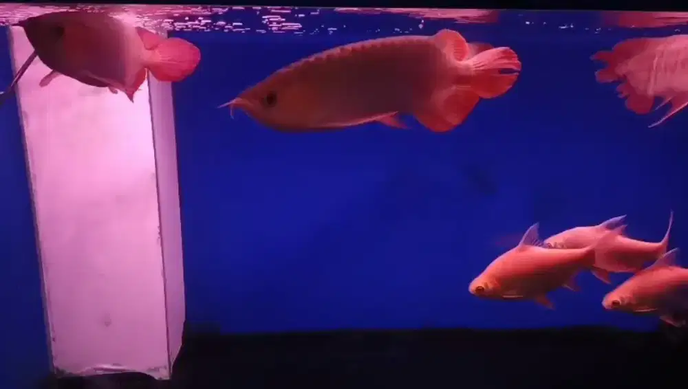 Arwana Super Red 45 cm bersertifikat
