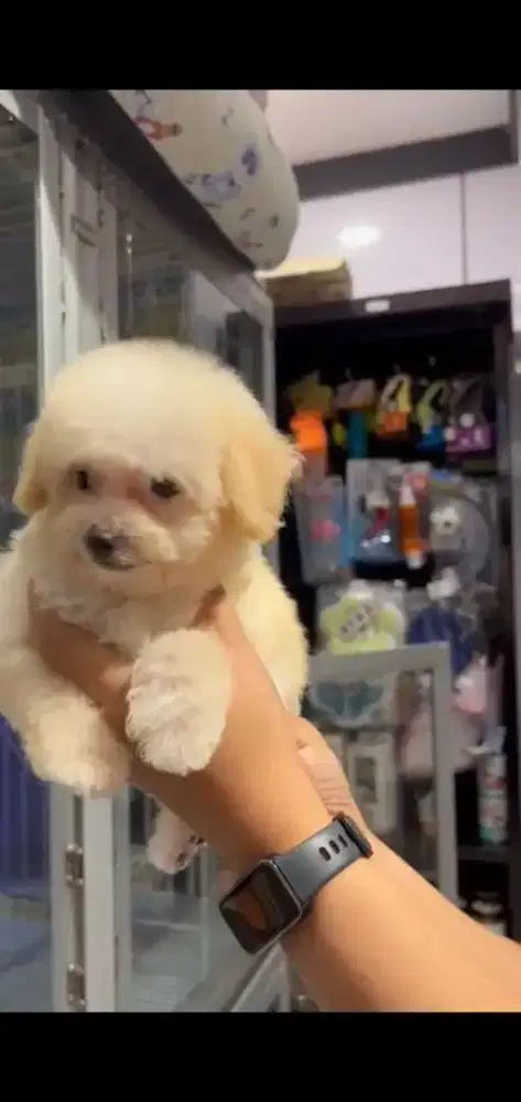 Toy poodle jantan dan betina