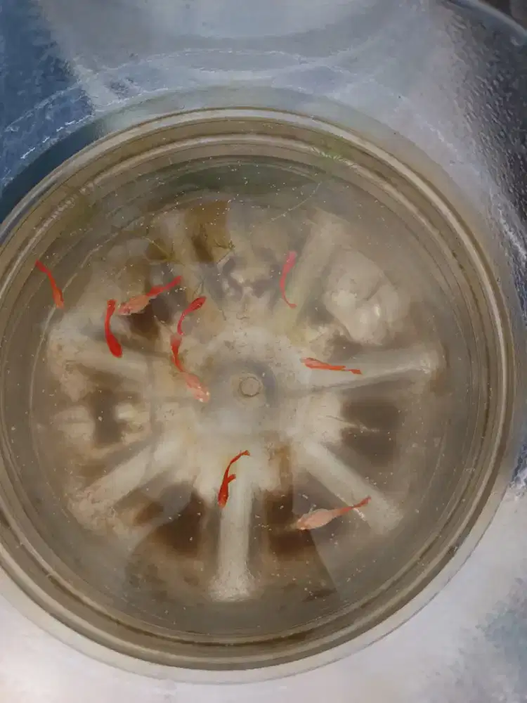 Ikan Guppy Albino Full Red (AFR)
