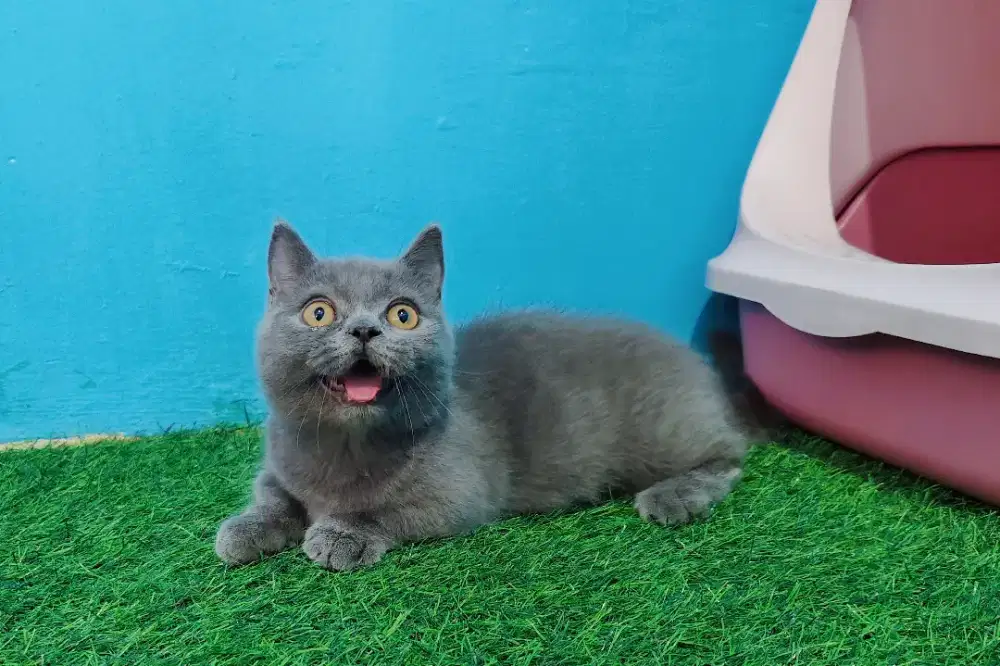 Kitten Munchkin BSH British short hair blue solid betina