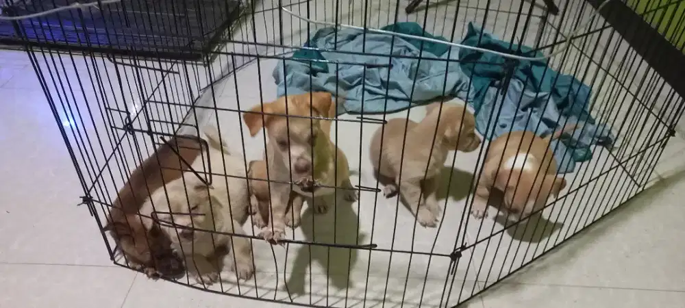 FREE ADOPT PUPPIES