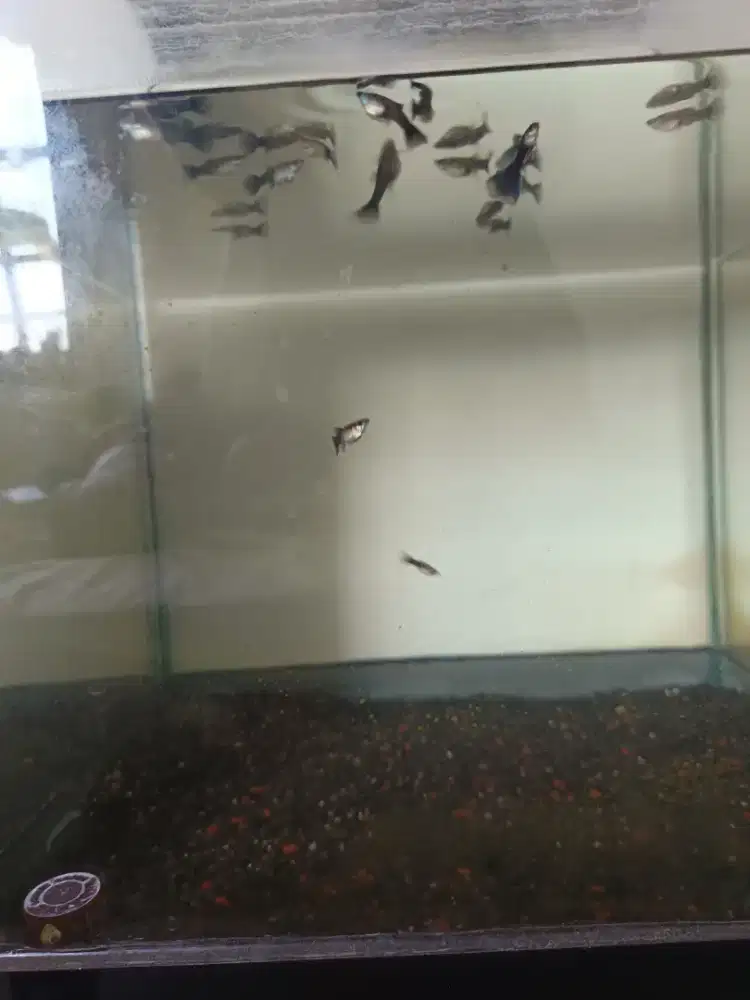 Ikan Guppy HB blue