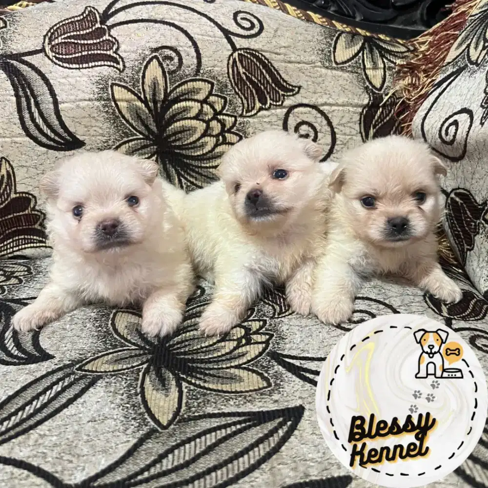 Minipom / Mini Pomeranian