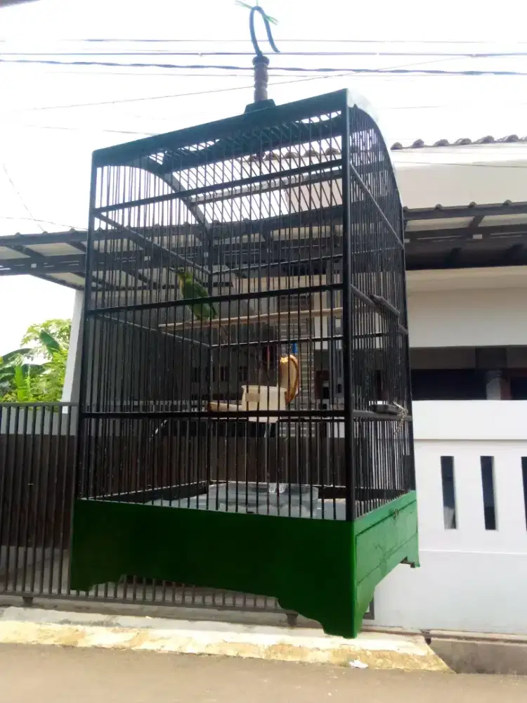 Burung murai hejo