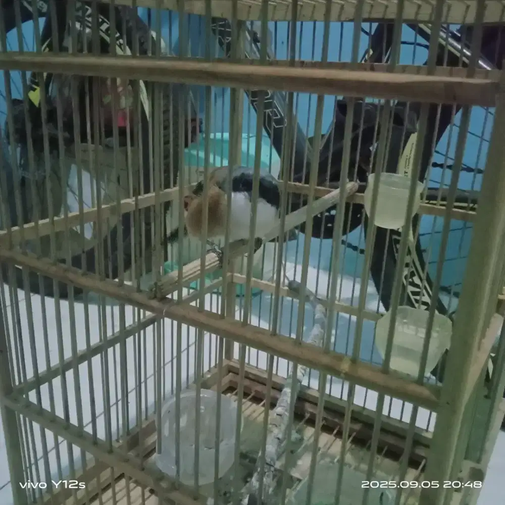 Burung cendet/pentet pastol