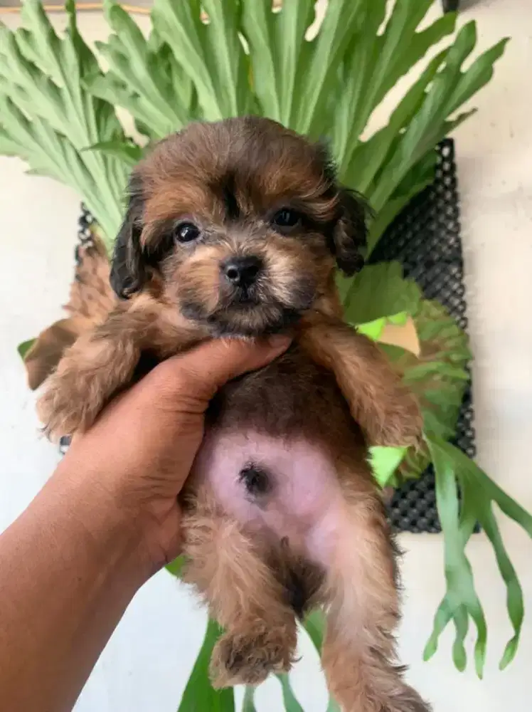 Shipoo (ShihTzu X Poodle) jantan