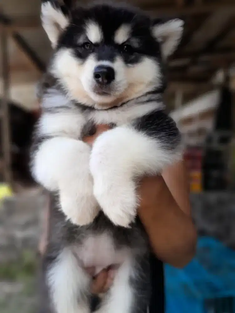 Alaska malamute betina