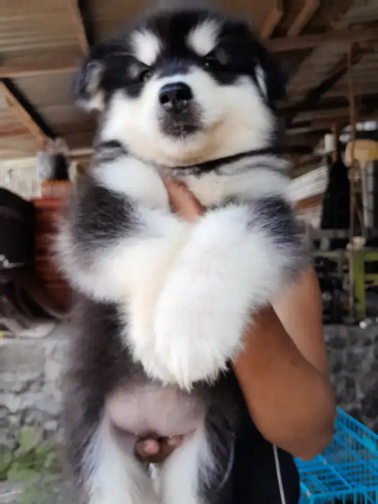 Malamute betina