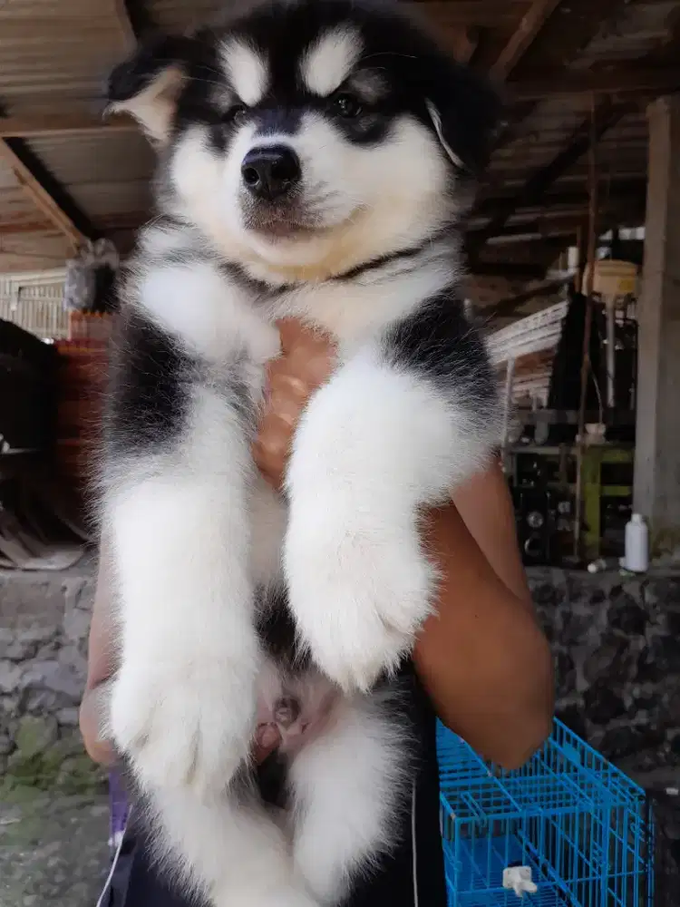 Laskan malamute jantan