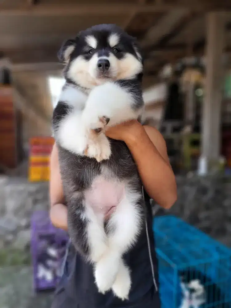 Malamute betina stmb