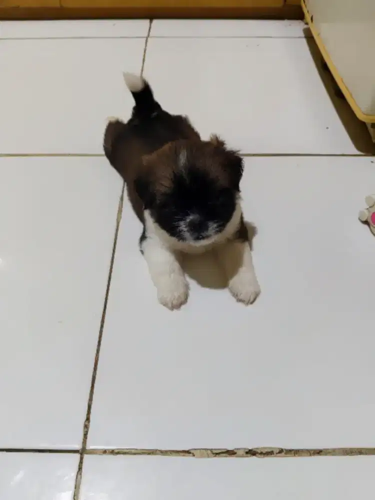 Di jual cepat Anak shithzu jantan