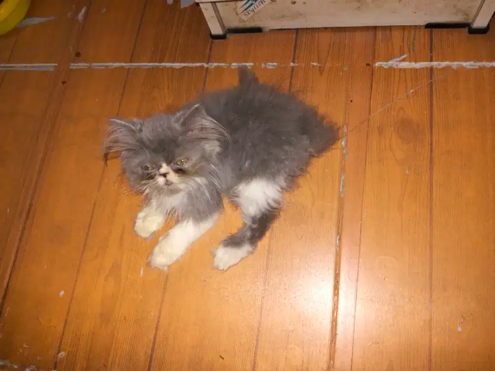 Kucing peaknose