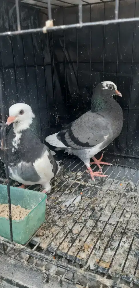 Merpati/dara tinggi