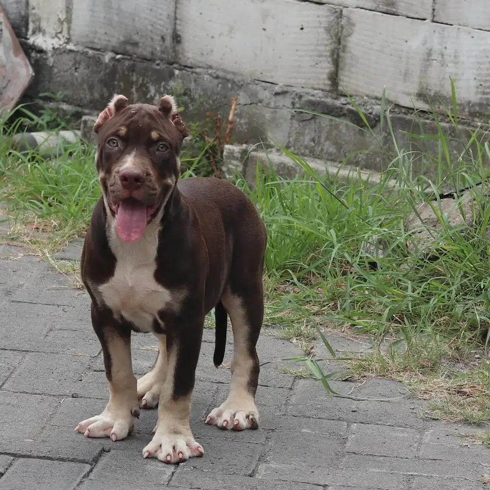 Pitbull jantan bigsize murah