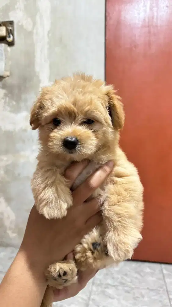 Anjing pom mix bichon