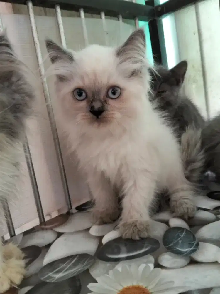 Kucing himalaya