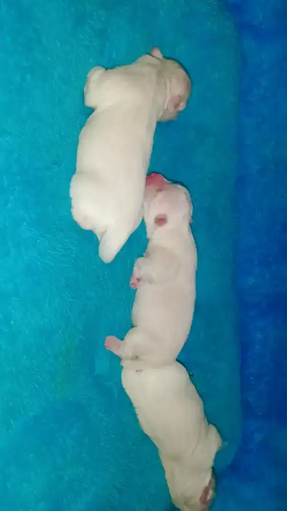 JUAL PUPPIES MALTESE