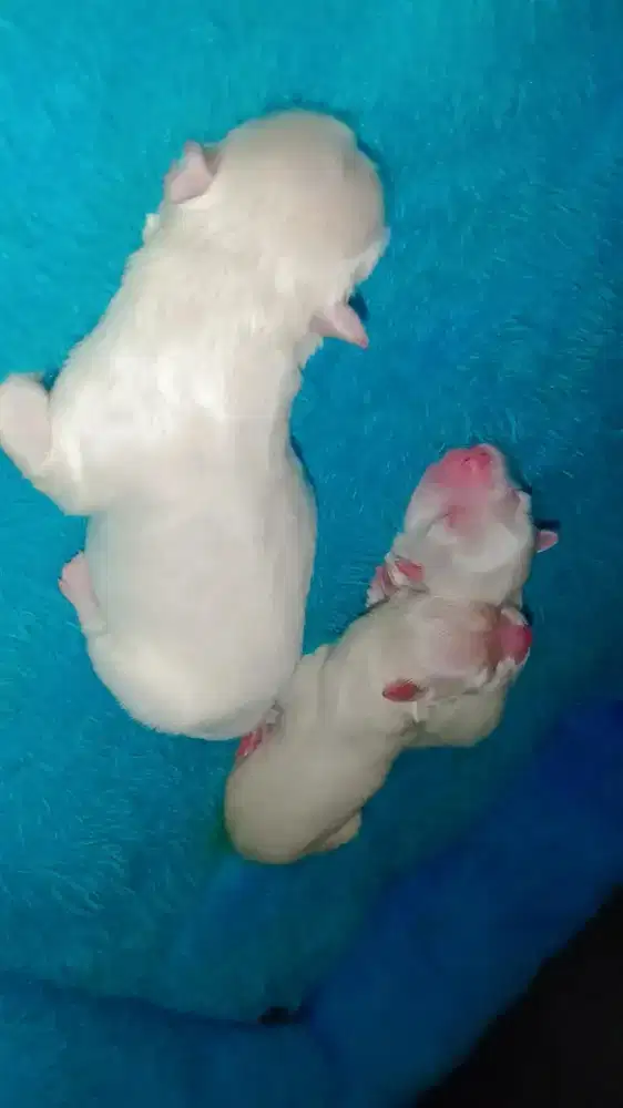 BOOKING PUPPIES MALTESE