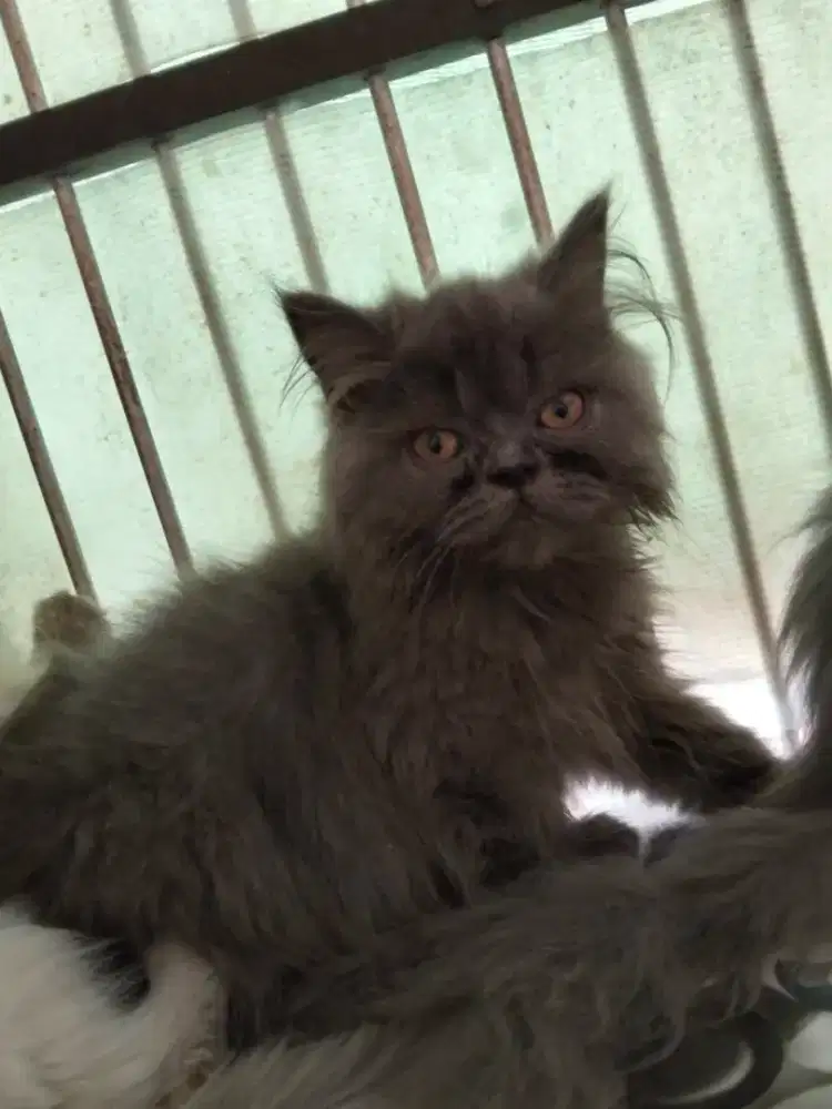 Kucing flatnose abu2