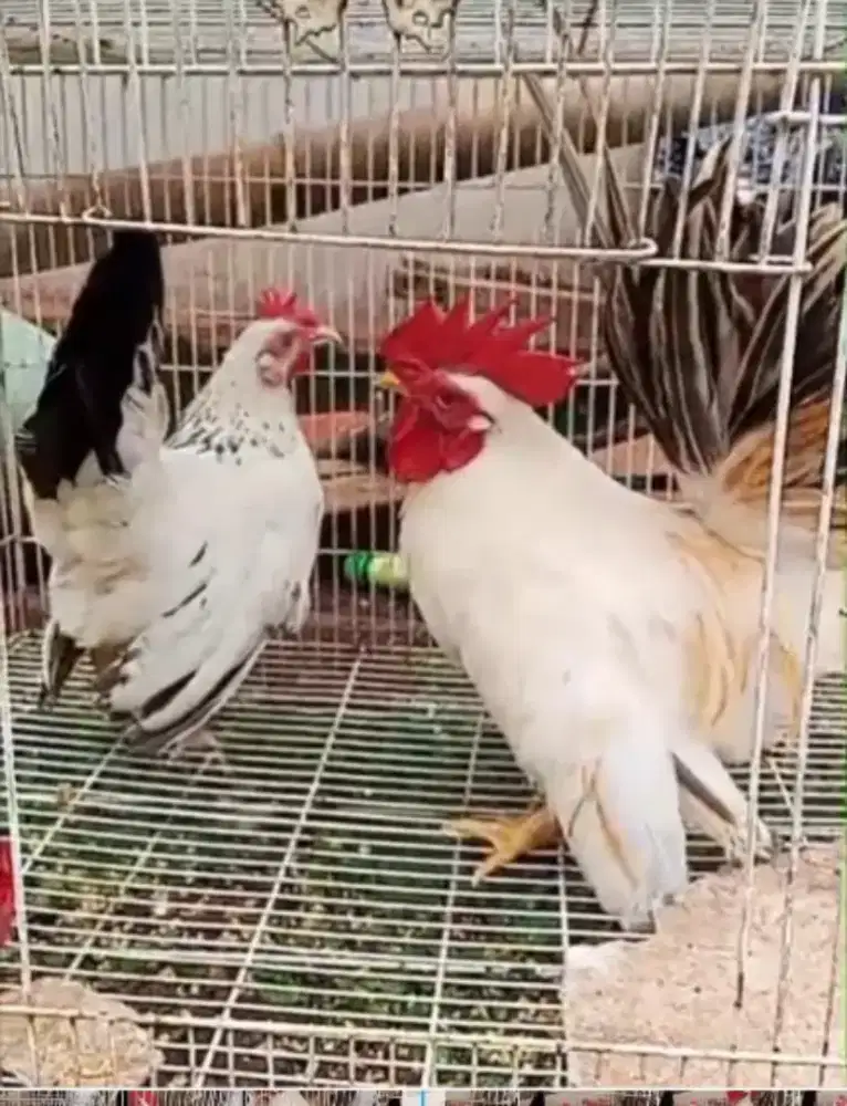 Ayam chabo blacktail sepasang