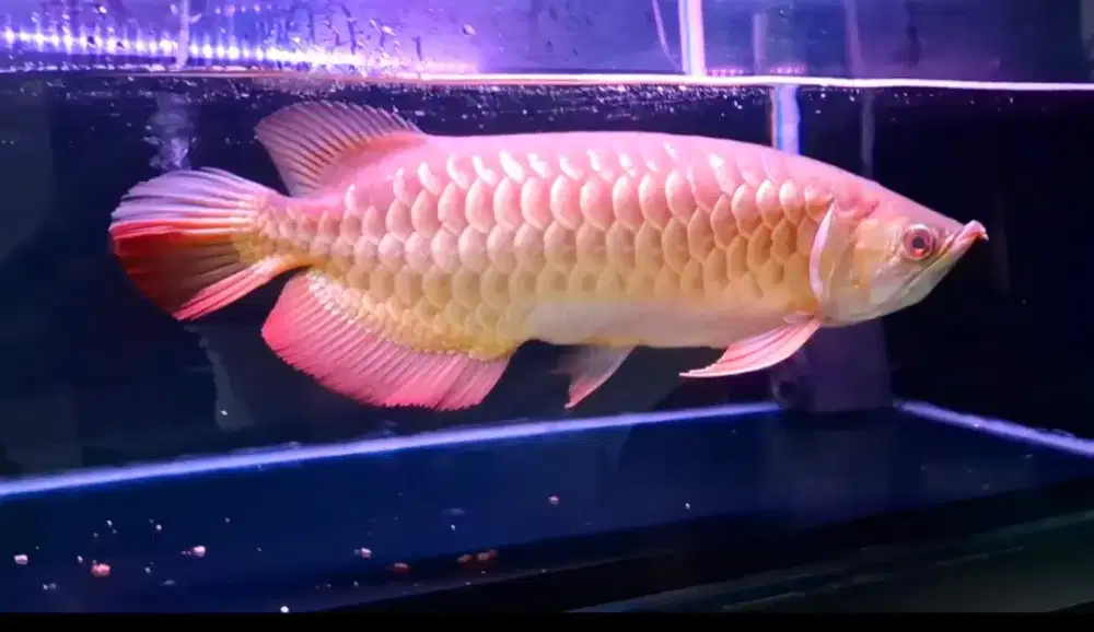 Arwana golden red 45cm