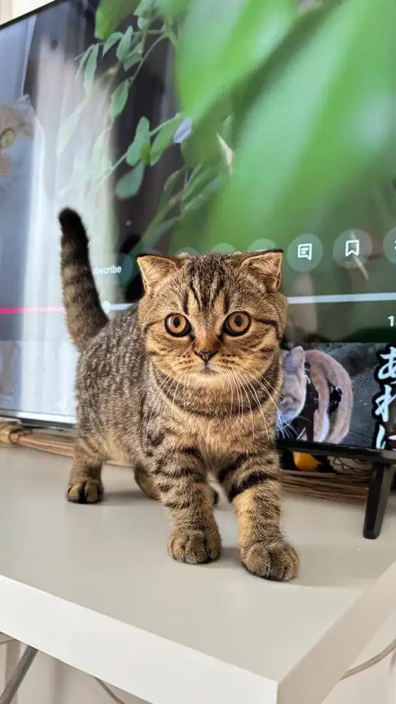 Kitten scottish fold
