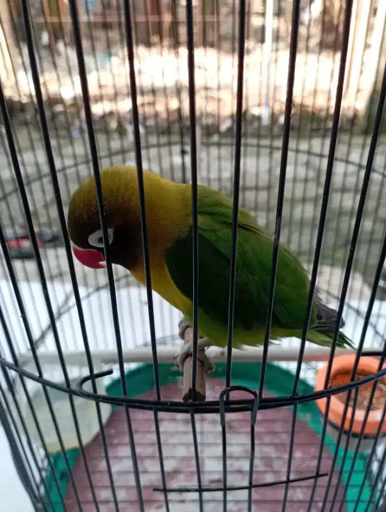 Burung lovebird rajin berisik isian cak jenggot masteran kacer