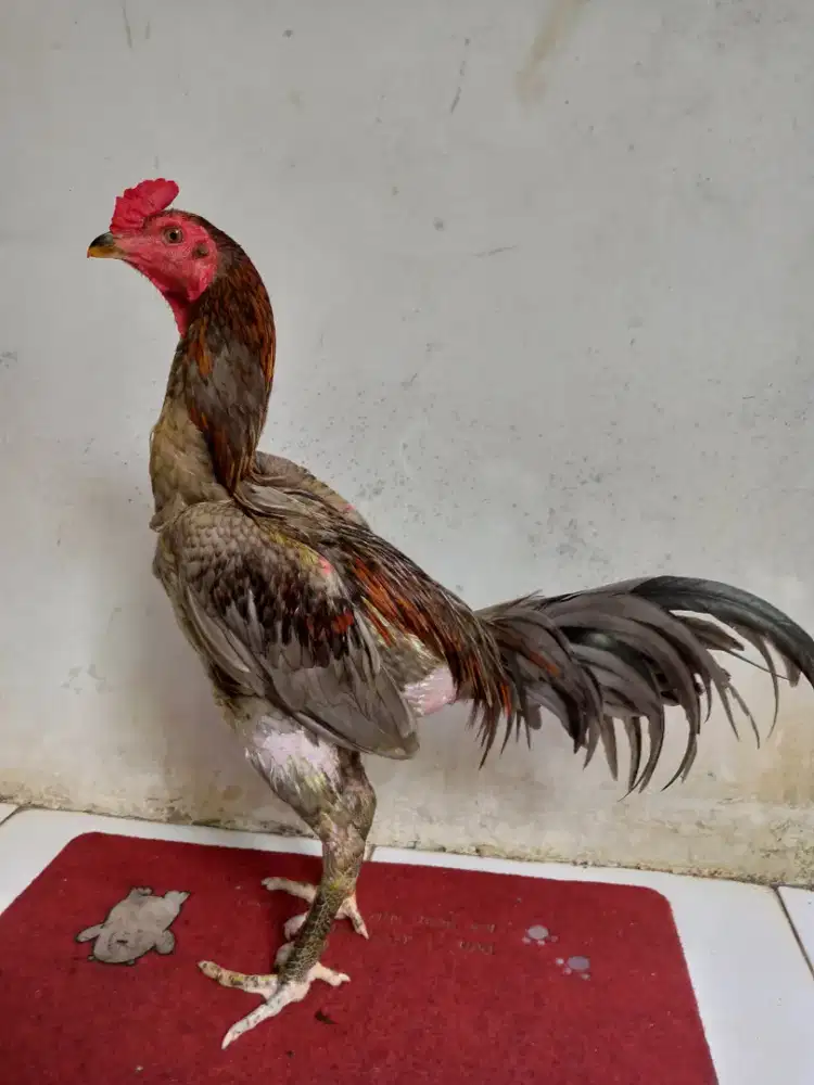 AYAM BANGKOK PAKHOY