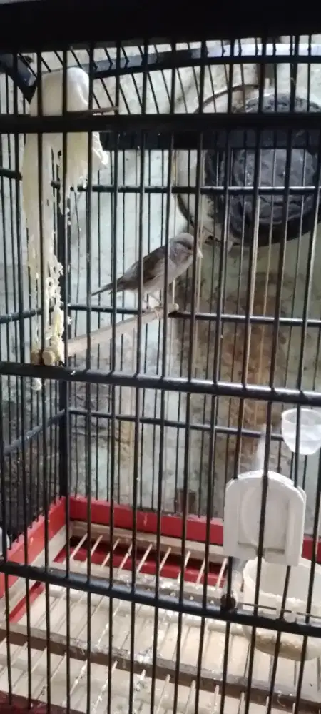 Burung kenari warna star blue nya bosku ,