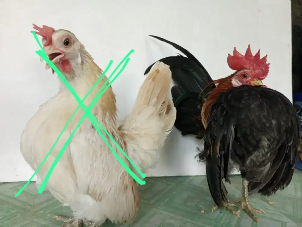 Ayam Serama jantan