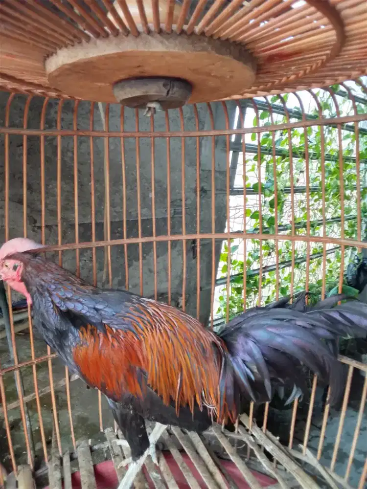 Ayam bekisar merah