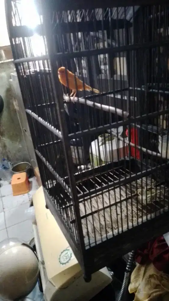Kenari merlok harian gacor dor bosku video ada di wa