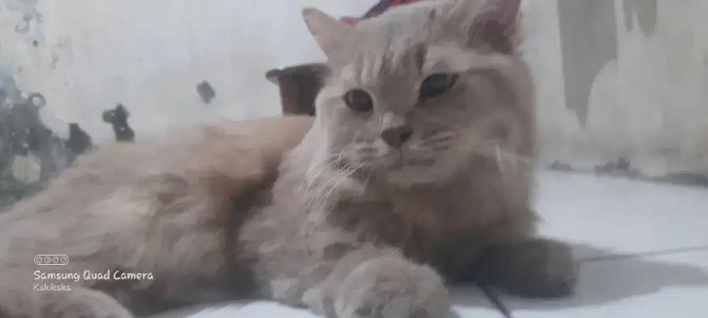 Cat cleaning (pembersih cat room)