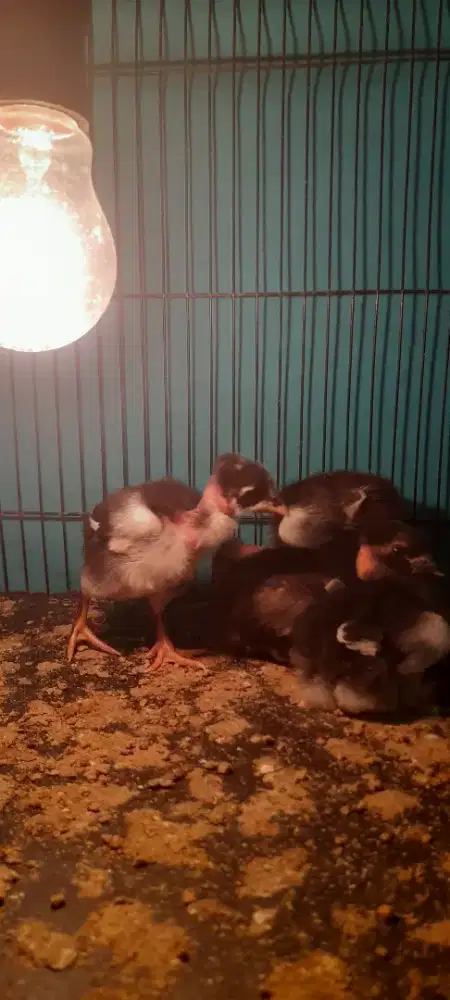 Bibitan ayam adua berkwalitas