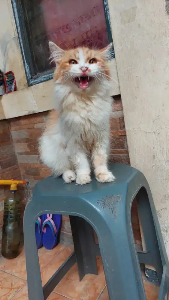 Kucing persia jantan