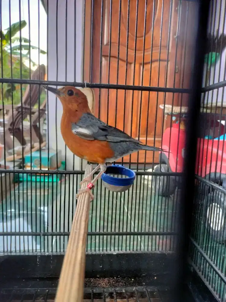 Di jual burung anis merah tidak tau jenis kelamin
