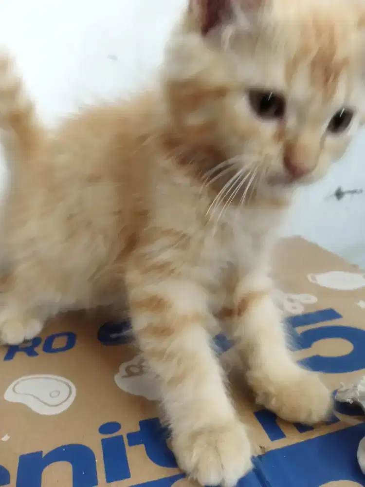 KUCING ANGGORA PERSIA ANAK KUCING  MURAH BAYI CALICO RAGDOL