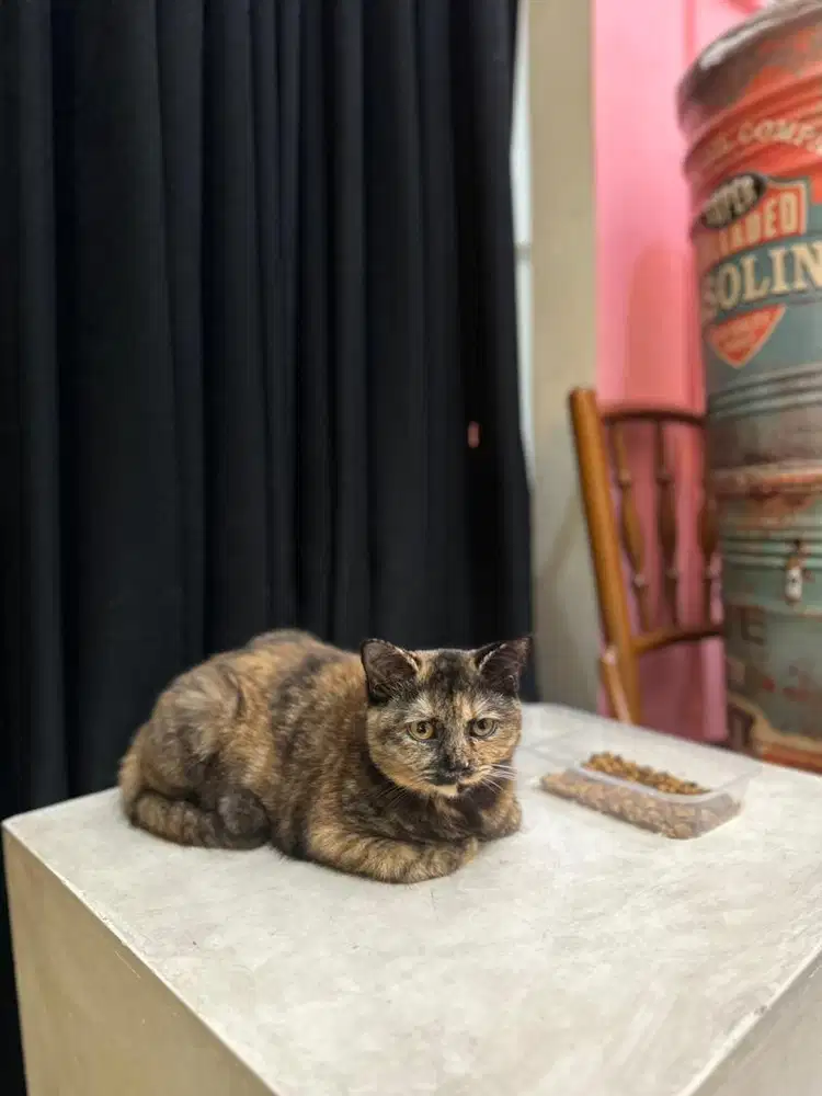 Bsh tortie betina