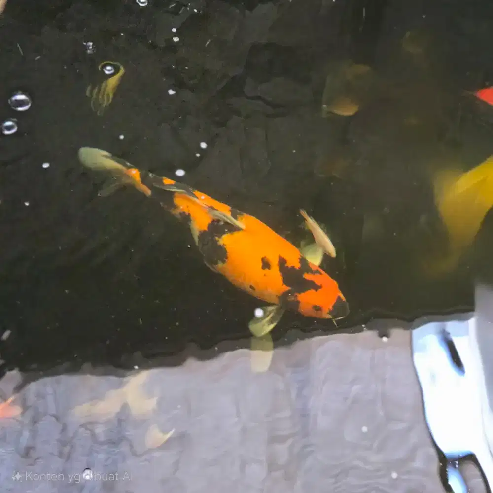 Koi showa shansoku size 50 up