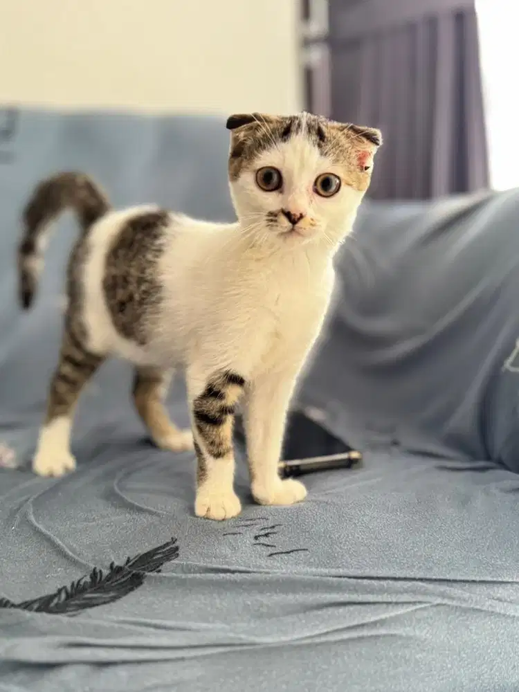 Scottish fold jantan munchkin gaelic
