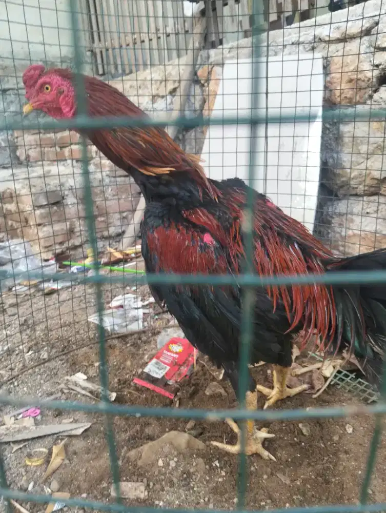 Jual ayam siam pakhoy super