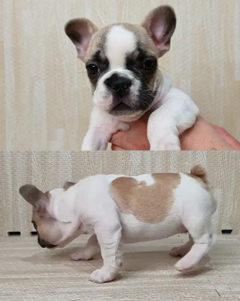 Jual anjing French Bulldog