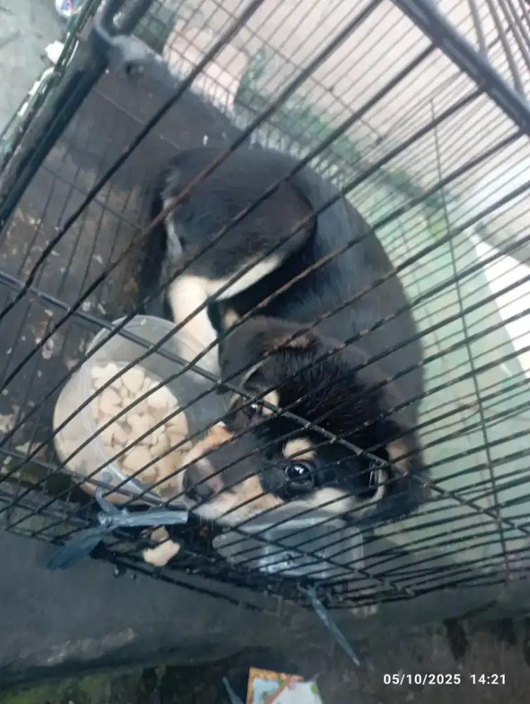 Anak anjing gatau jenis apa