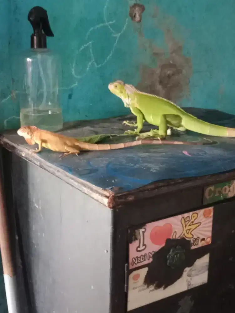 Iguana green dan red tukar anak soang