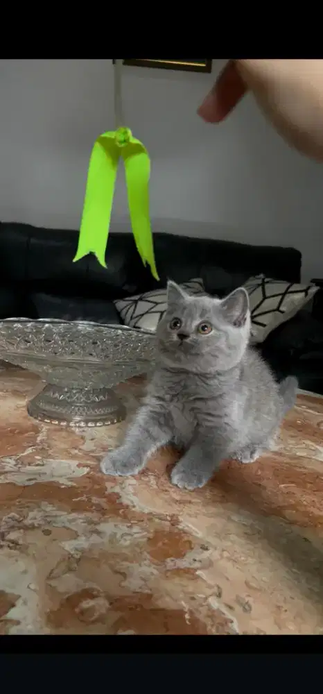 BSH betina kitten