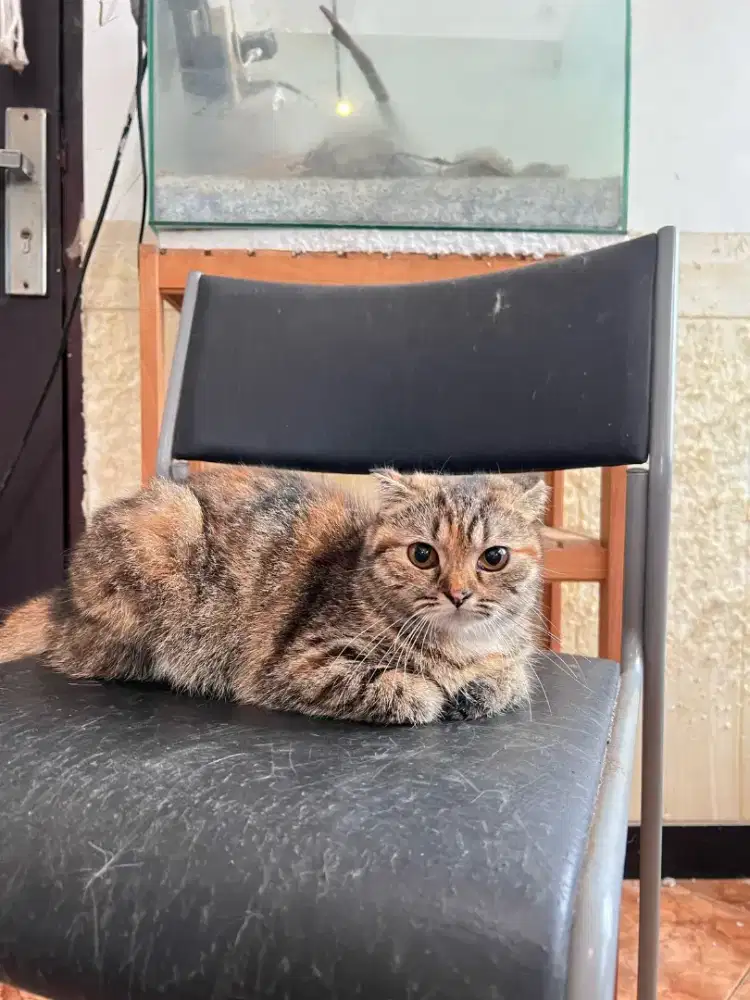 Scottish Single Fold Proven Hamil Scottish Highland Fold